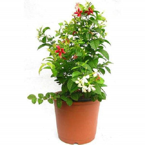 Madhumalati Dwarf / Rangoon Creeper - (<em>Combretum</em>)